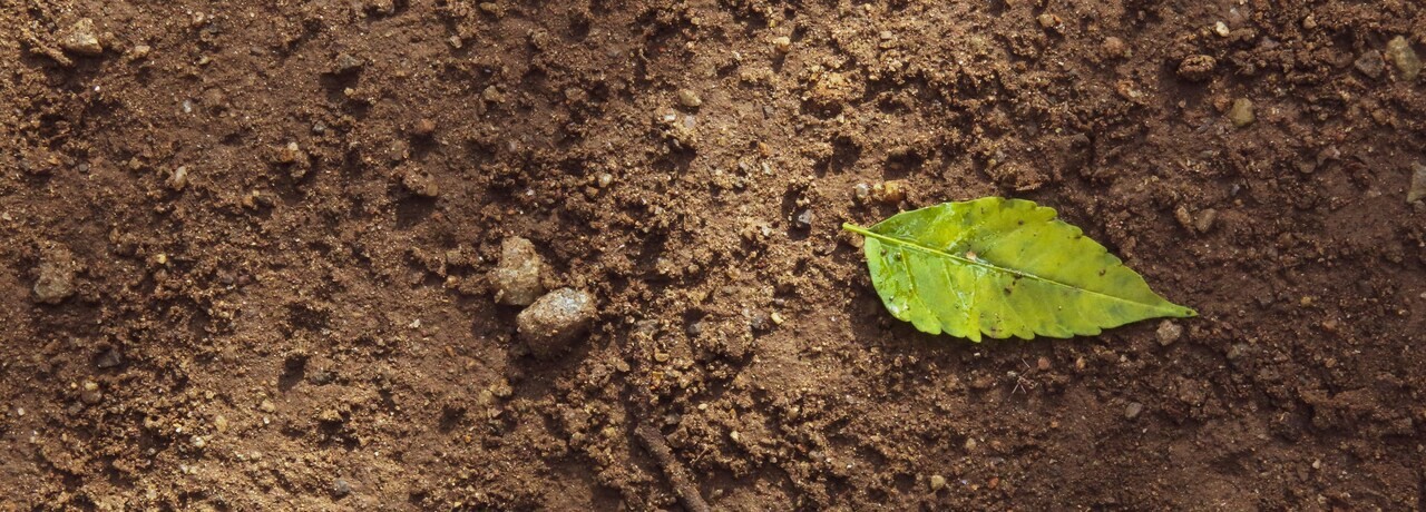 Folha verde na terra marrom